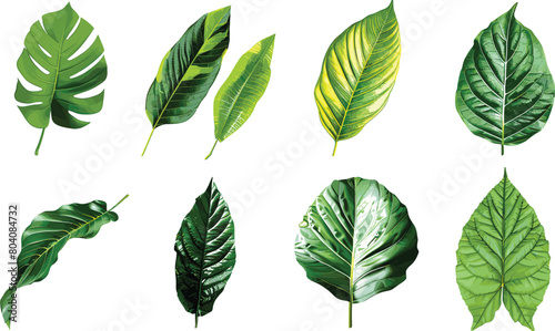 Tropical Green Leaves Isolated on Transparent PNG Background-Various Botanical Varieties