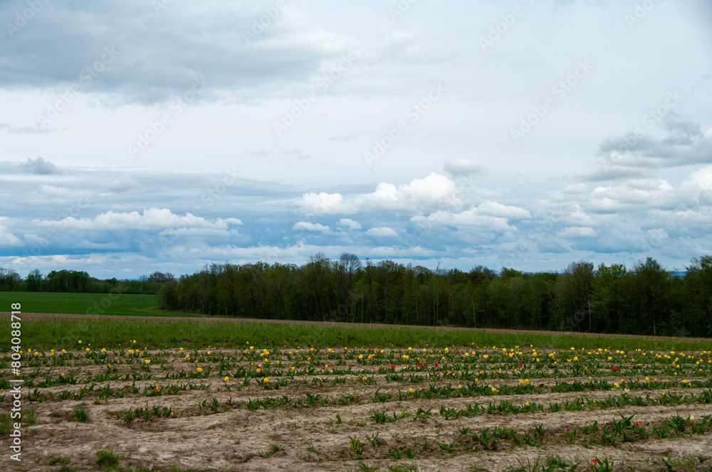 field with flowers and trees on the background with cloudy sky