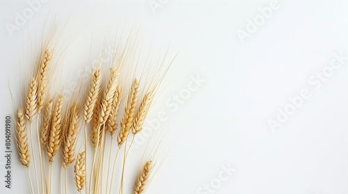 Wheat spikelets on a light background. Harvest festival. Harvesting in autumn. Still life  a composition of plants. Agricultural industry. A natural product.