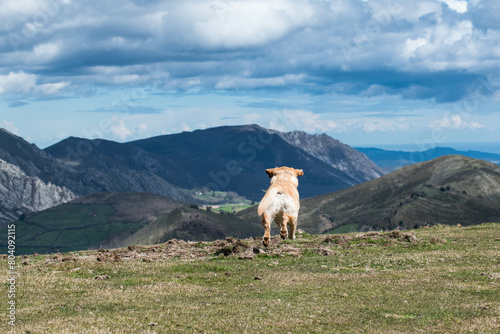 Un perro a saltos por la montaña 