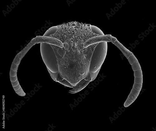 Photograph of a wasp (Vespula) head on a black background obtained with a scanning electron microscope (SEM)