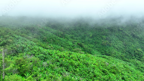 Above a tropical forest, a drone explores a realm of green wonder. The forest floor remains hidden beneath a gentle fog, while the trees stretch towards the heavens in a tranquil of nature's majesty. 