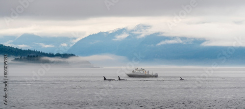 Four killer whales or orca (Orcinus orca) on whale watching tour with boat and tourist people, Telegraph Cove, Vancouver Island, Canada.