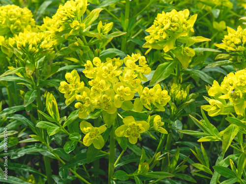 Bild auf Leinwand Closeup of yellow flowers of Euphorbia palustris Walenburgs Glorie