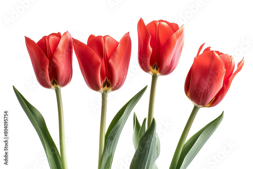 Red Tulip Flowers  Isolated on a White Background 