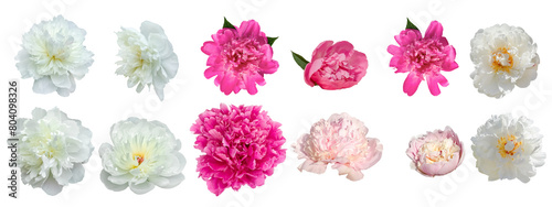 White and Pink Peonies Set.Different Flowers in Set. Pink buds of peonies flowers isolated on white background. Set of blooming lush peonies for design photo