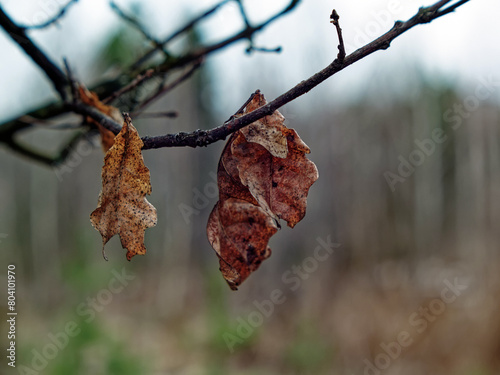 last year's oak leaves on a branch