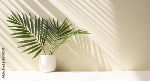 Potted palm plant casting shadow on white wall. Home decor and minimalism concept suitable for backgrounds and templates. Banner with copy space.