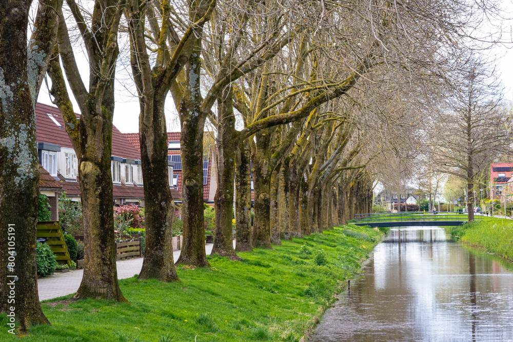 Long row of trees along a canal in the Netherlands, perspective effect. Long row of trees along a canal in the Netherlands, perspective effect.