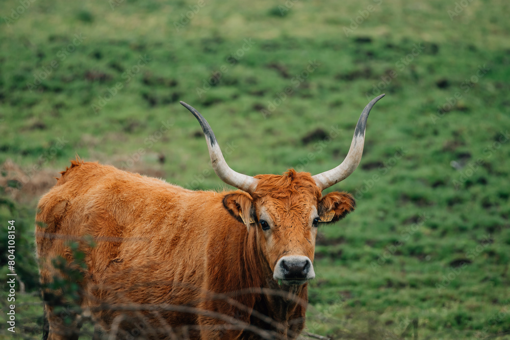 cattle grazing outdoors in the field, cow cattle grazing outdoors in the field, cow