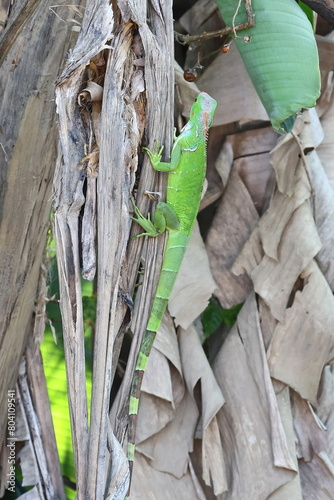 Lizard in the jungle