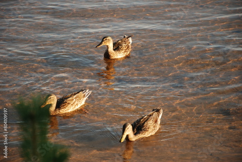 Enten photo