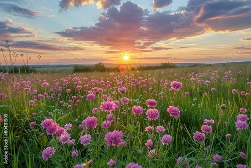 Springtime Splendor: Panoramic Pink Wildflowers at Sunset on Uncultivated Land © Michael