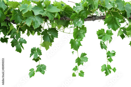 A vine with green leaves isolated from the white or transparent background