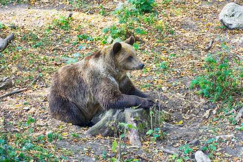 Large bear sitting