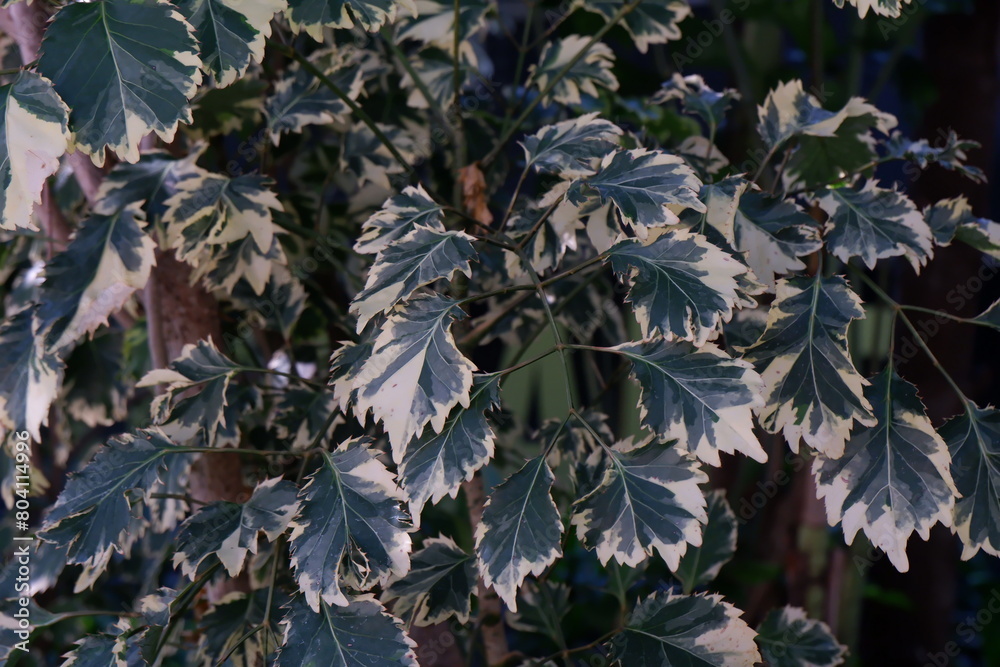Close up of Variegated Balfour aralia Close up of Variegated Balfour aralia