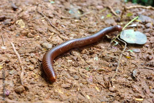 The wild millipede in asian forest.