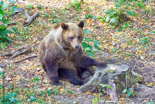 Large brown bear