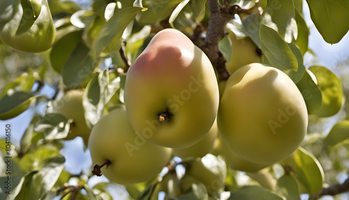 closeup of ripe organic nashi pears hanging on nashi pear tree