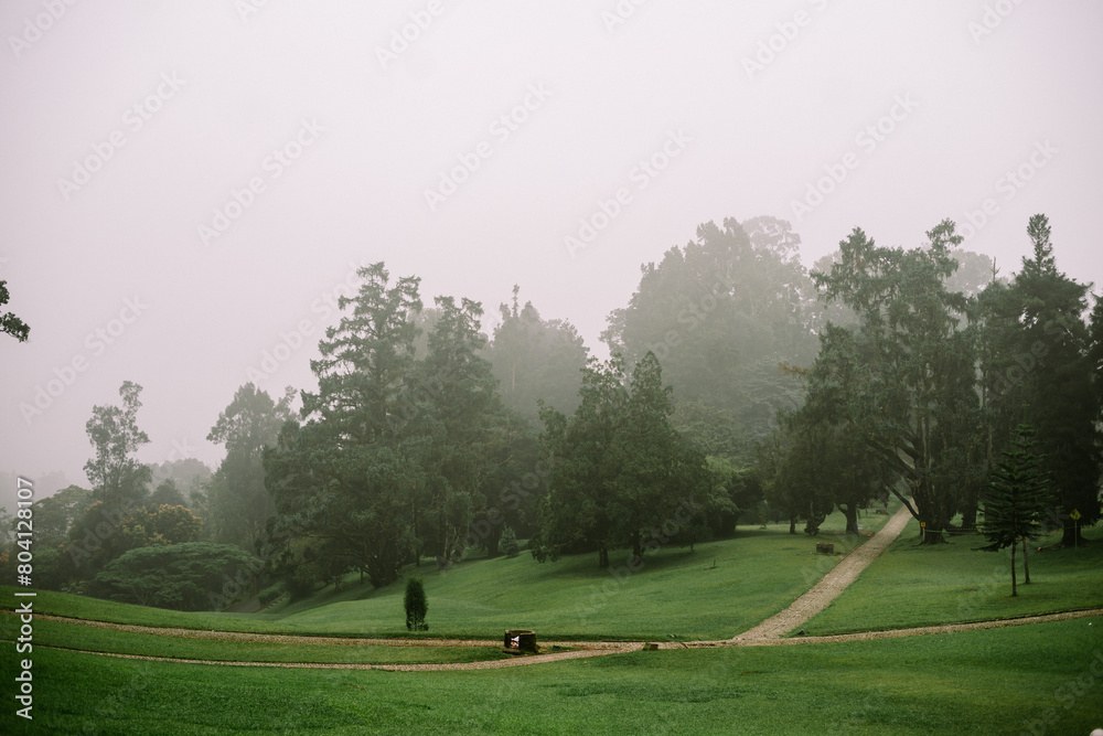Obraz premium A vast green lawn dotted with towering trees in a tranquil park setting, embraced by the ethereal morning mist