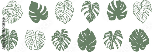 Monstera leaf illustration set, isolated hand drawn tropical leaves, silhouette and line art