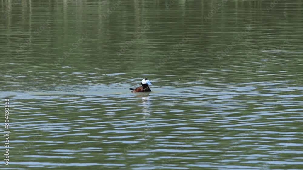 Pato macho Oxyura leucocephala, malvasia cabeciblanca, en peligro de extinción agitando sus alas en el parque natural El Hondo. España