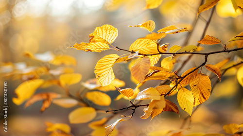 Bush with yellow leaves in autumn forest closeup