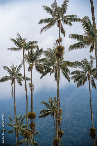 Cocora Valley, Colombia © mehdi33300