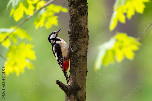 The great spotted woodpecker in a sunny forest, Dendrocopos major