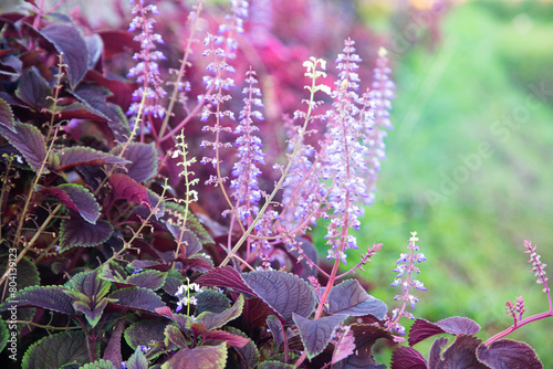 Jawer Kotok flower or Coleus scutellarioides with purple and white blooms like cat's whiskers photo