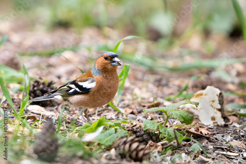 The Eurasian chaffinch, common chaffinch, simply chaffinch, Fringilla coelebs