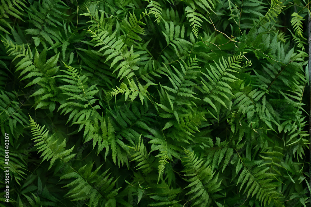 Vibrant green ferns. Perfect for nature themes, wallpapers, and eco-friendly projects Vibrant green ferns. Perfect for nature themes, wallpapers, and eco-friendly projects