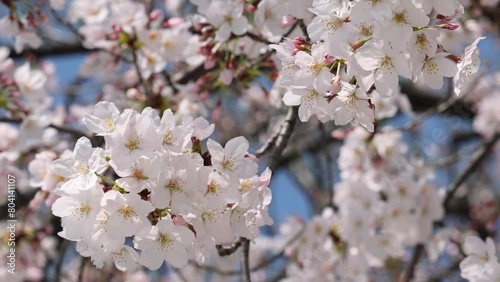 満開の桜（福岡市舞鶴公園）