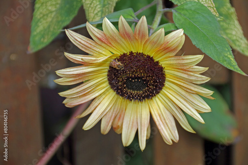 a two-tone sunflower with a bee in the center