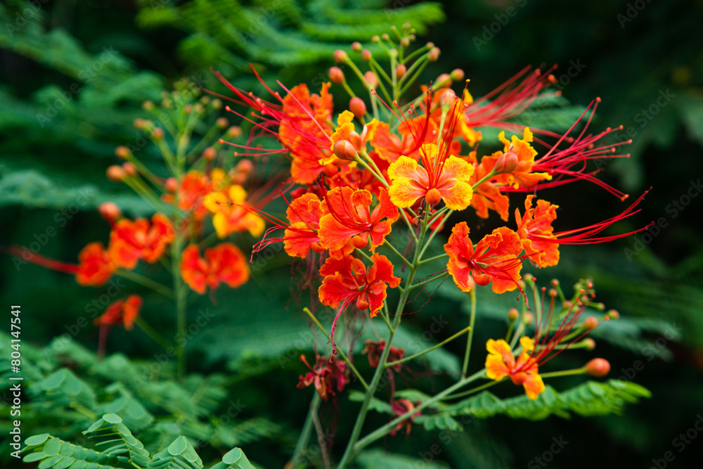 Peacock Flower or Caesalpinia pulcherrima which has bloomed with dominant red and slightly yellow flowers with a shape similar to a cat's whisker flower Peacock Flower or Caesalpinia pulcherrima which has bloomed with dominant red and slightly yellow flowers with a shape similar to a cat's whisker flower