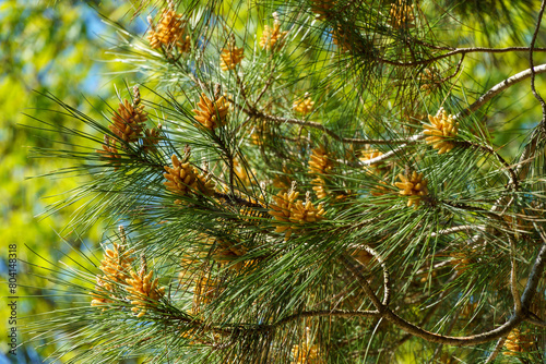 Pitsunda pine Pinus brutia pityusa in bloom. Close-up of bud pollination pinecone on pinus branches. Sunny day in spring garden. Nature concept for design. Selective focus photo