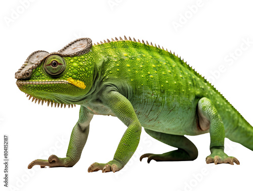 a green lizard with a white background © Jn