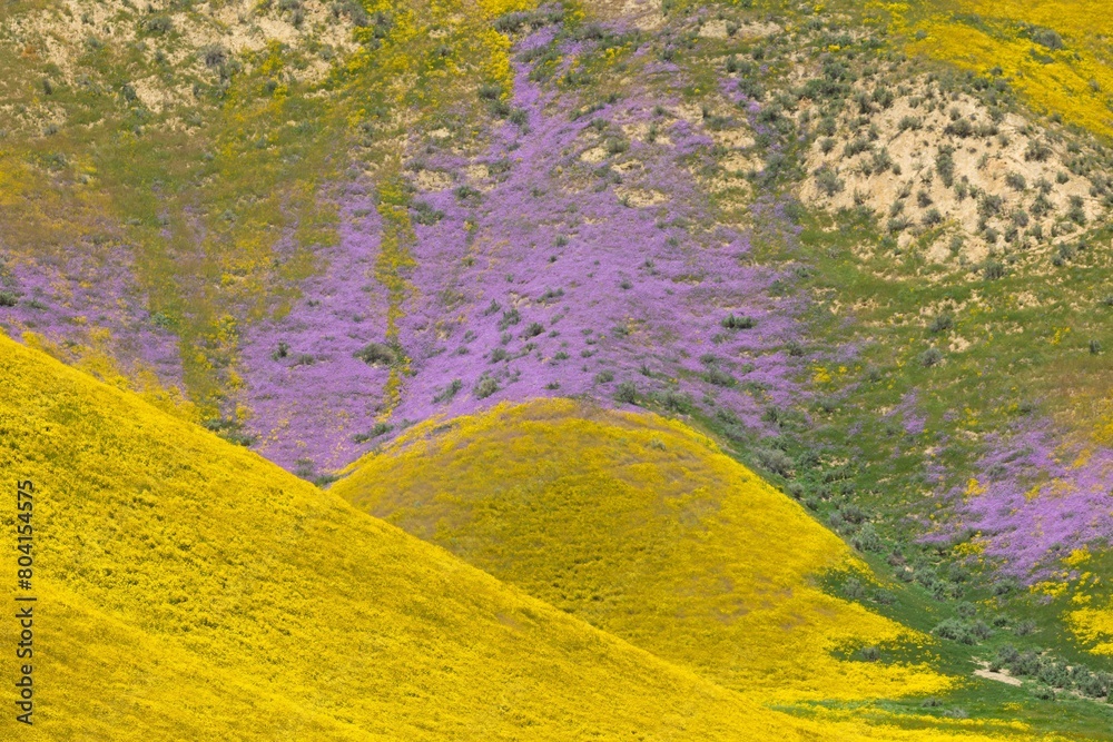 Hills covered in bright yellow and purple spring flowers during the Superbloom. Carrizo National Monument, Santa Margarita, California, United States of America.