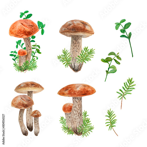Clip art collection of forest green branches and edible mushrooms. Realistic watercolor botanical illustrations of juisy cranberry, cowberry and boletus for prints, fabric, postcards, menus, sticker