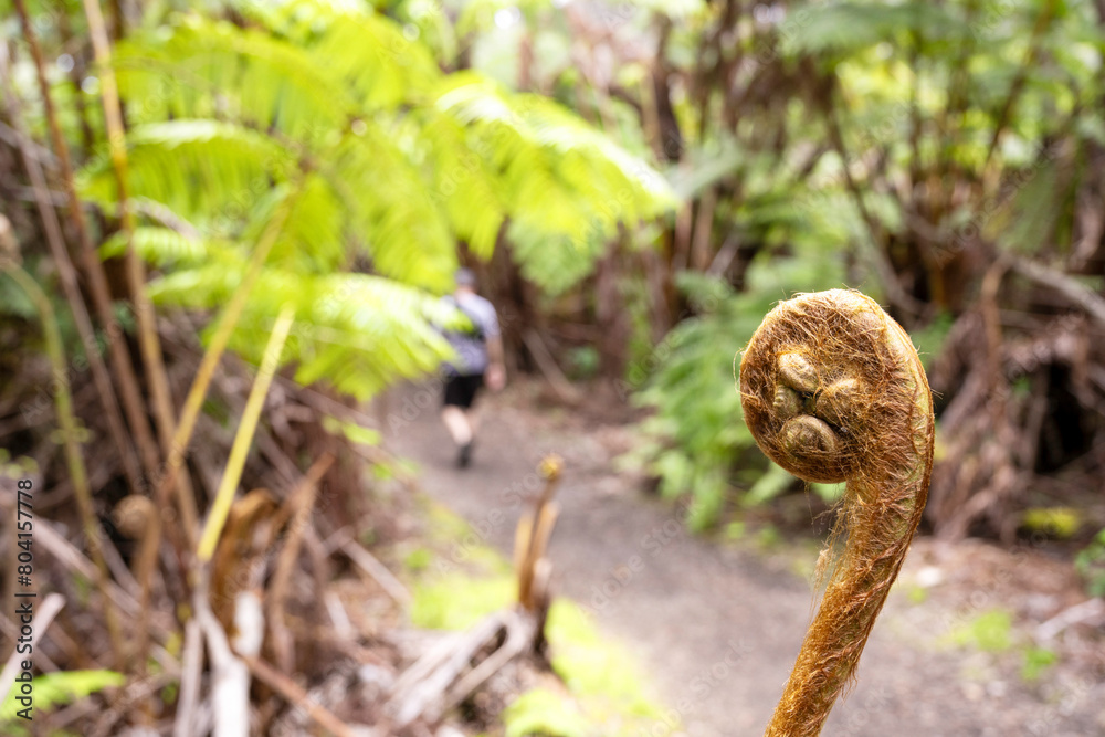 Obraz premium Hawaiian rainforest, this common fern also known as Fern false staghorn grows on Volcano Hawaii