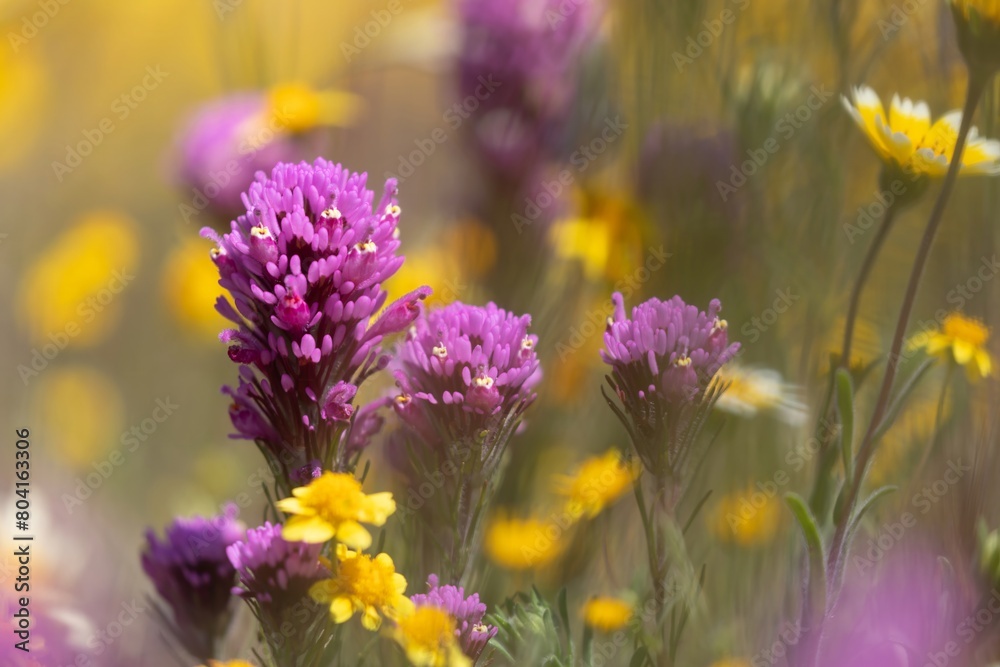 Obraz premium Closeup of spring wild flowers in the meadow during superbloom season. Santa Margarita, California, United States of America.