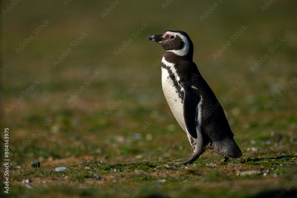 Fototapeta premium Magellanic penguin crosses grass slope watching camera