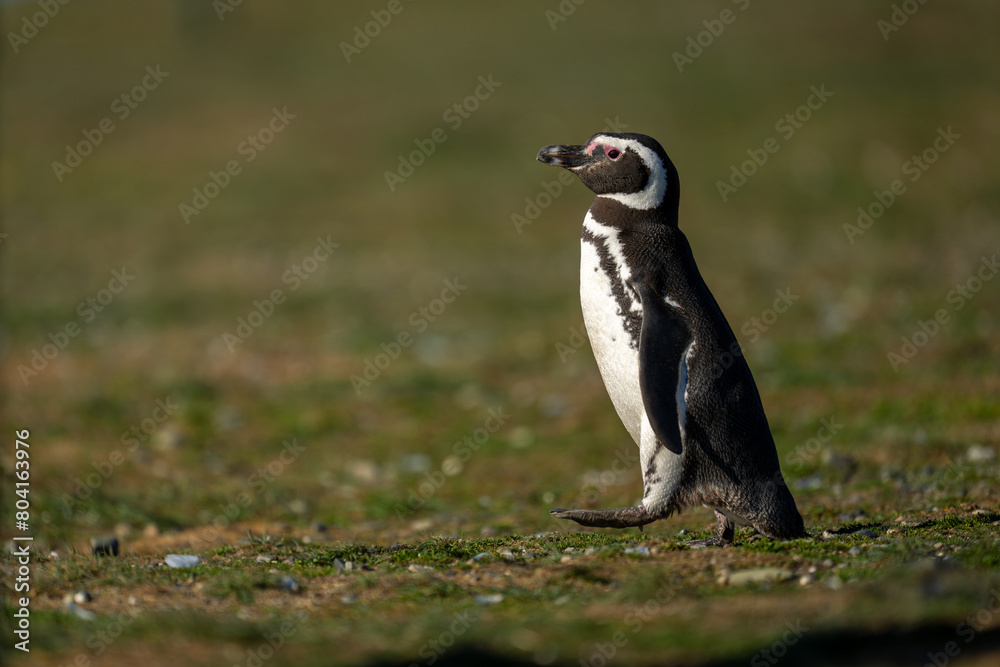Obraz premium Magellanic penguin crosses grass slope lifting foot