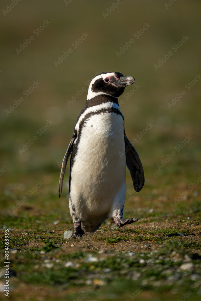 Fototapeta premium Magellanic penguin crosses grassy slope raising foot