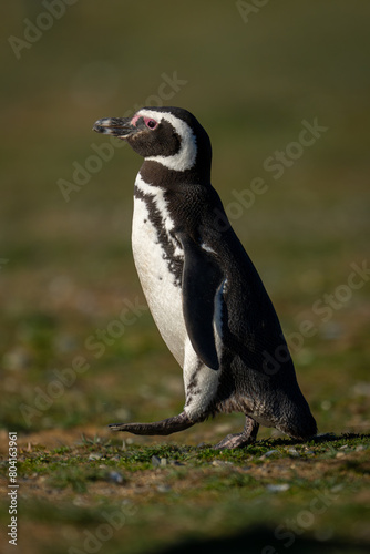 Magellanic penguin crosses grass slope with catchlight