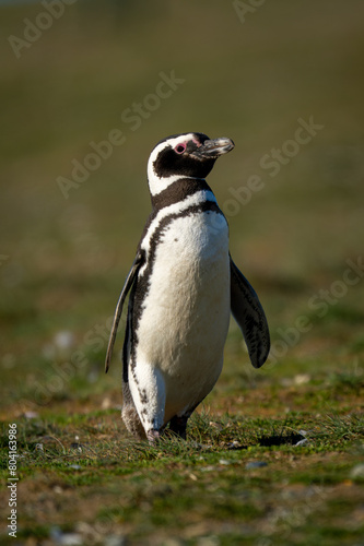 Magellanic penguin crosses grassy slope in sunshine