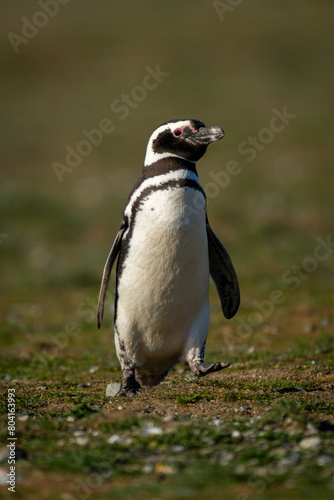 Magellanic penguin crosses grassy slope raising foot