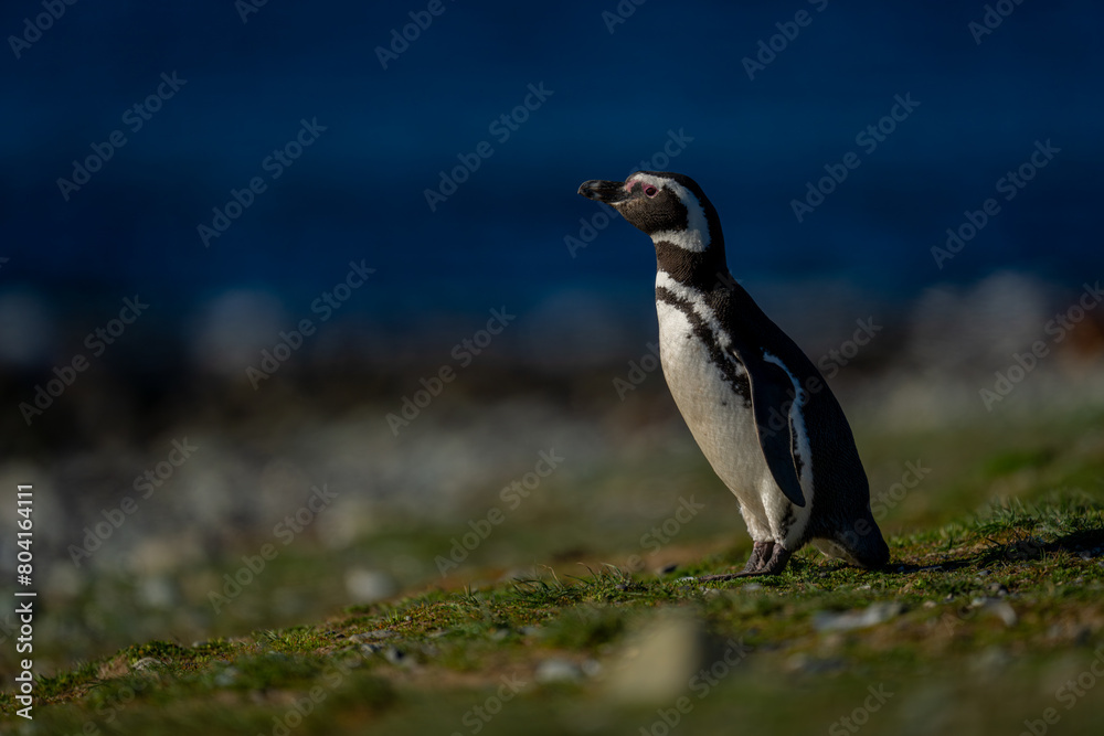 Fototapeta premium Magellanic penguin leans forward on grassy slope