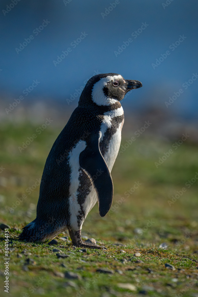 Obraz premium Magellanic penguin in profile on grass slope