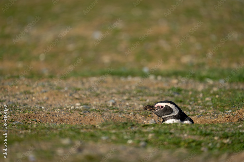 Magellanic penguin nestles in burrow on grass Magellanic penguin nestles in burrow on grass